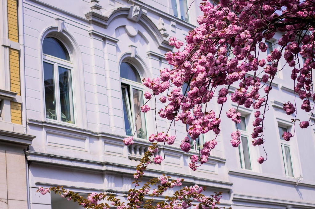 Светлый фасад здания и весенние цветы